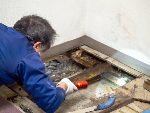 Best Certified Mold Removal  in Columbus, OH