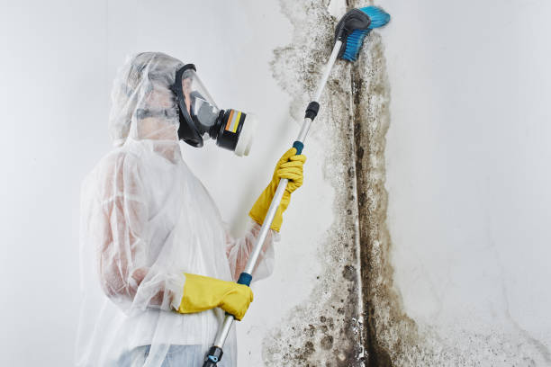 Trusted Columbus, OH Mold Removal Experts