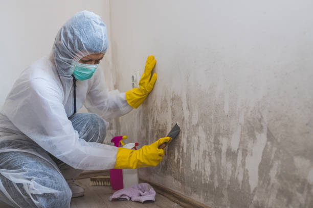 Best Residential Mold Removal  in Columbus, OH
