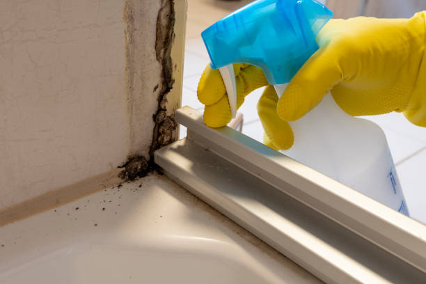 Best Emergency Mold Removal  in Columbus, OH