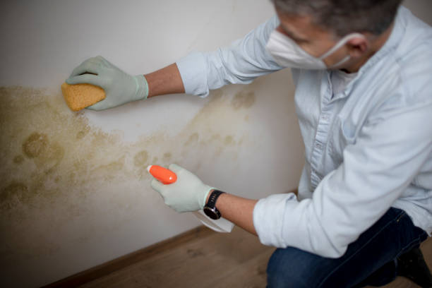 Attic Mold Removal in Columbus, OH