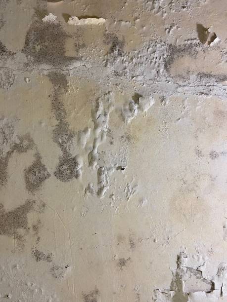 Best Mold Removal Near Me  in Columbus, OH