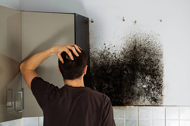 Best Home Mold Removal  in Columbus, OH