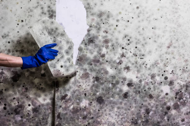 Columbus, OH Mold Removal Company