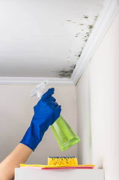 Best Same-Day Mold Removal  in Columbus, OH