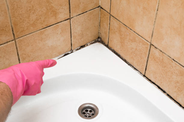Best Local Mold Removal Service  in Columbus, OH